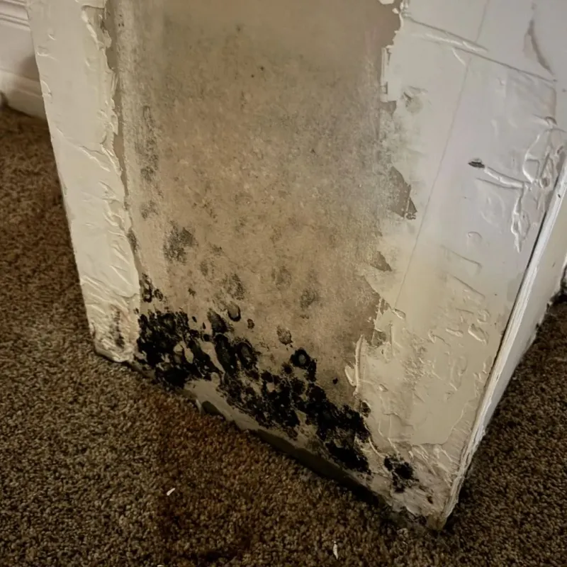 Professional Mold Removal in Edgewater, FL